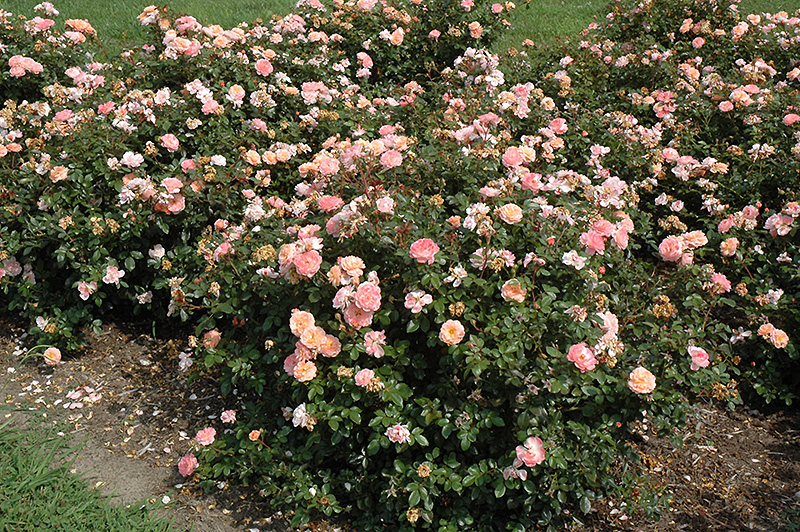 Apricot Drift Rose (Rosa 'Meimirrote') at Stauffers Of Kissel Hill
