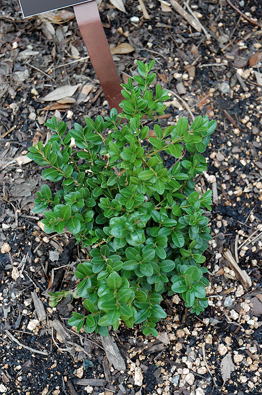 Little Missy Boxwood (Buxus microphylla 'Little Missy') at Stauffers Of Kissel Hill
