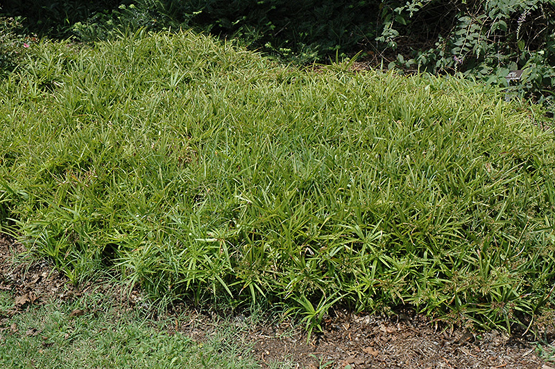 Dwarf Umbrella Plant (Cyperus albostriatus 'Nanus') at Stauffers Of Kissel Hill