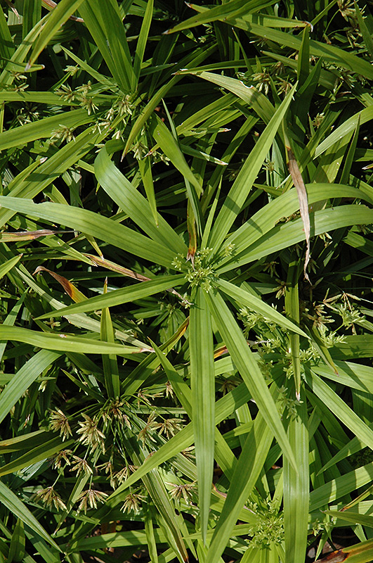 Dwarf Umbrella Plant (Cyperus albostriatus 'Nanus') at Stauffers Of Kissel Hill
