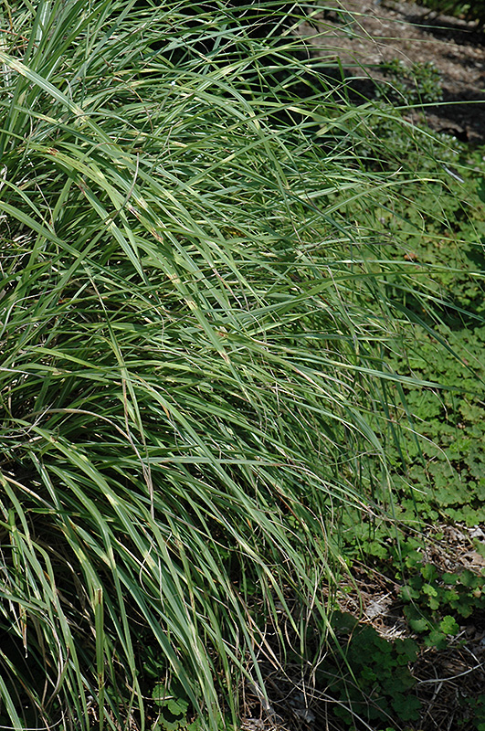 Little Zebra Dwarf Maiden Grass (Miscanthus sinensis 'Little Zebra') at Stauffers Of Kissel Hill