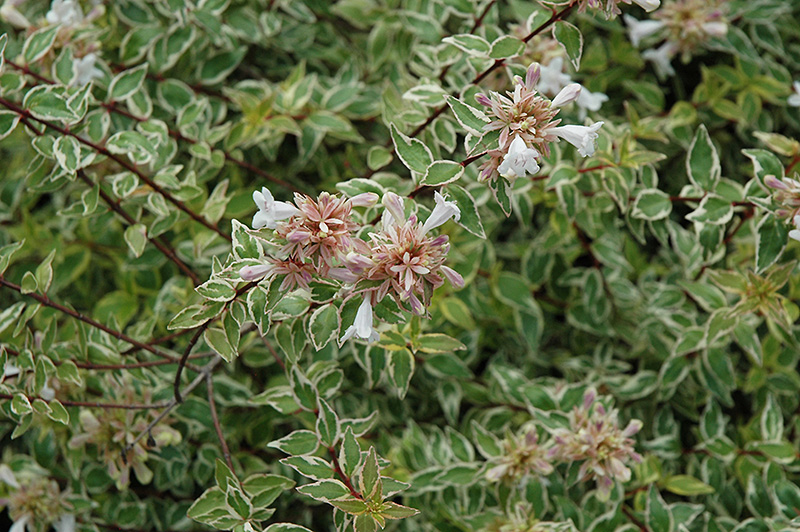 Radiance Abelia (Abelia x grandiflora 'Radiance') at Stauffers Of Kissel Hill