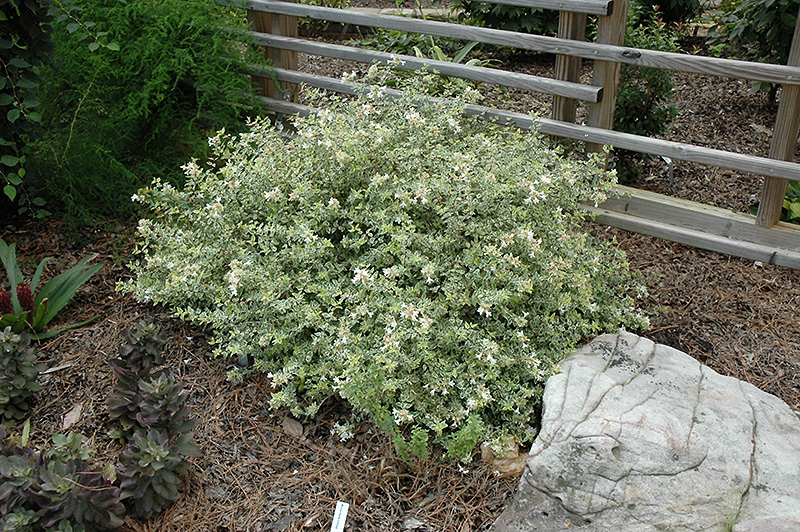 Radiance Abelia (Abelia x grandiflora 'Radiance') at Stauffers Of Kissel Hill