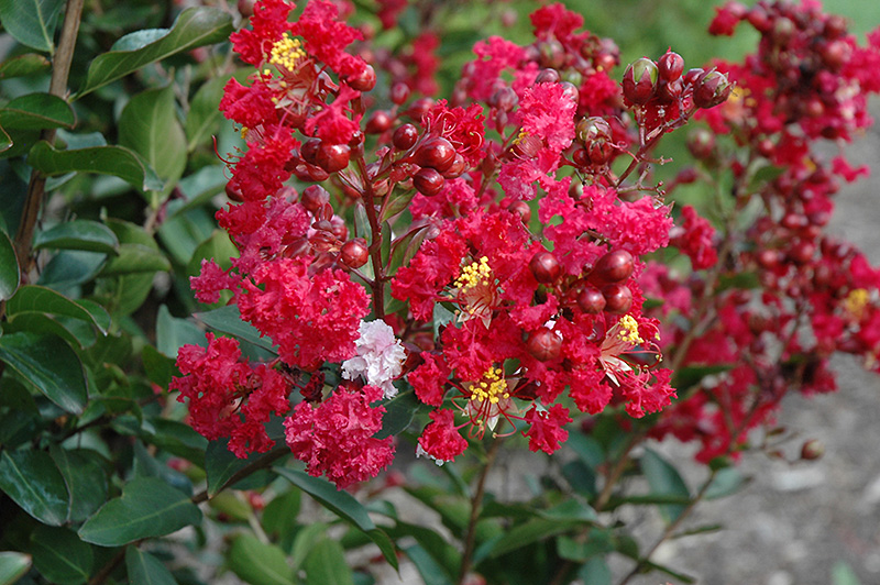 Red Rooster Crapemyrtle (Lagerstroemia indica 'PIILAG III') at Stauffers Of Kissel Hill