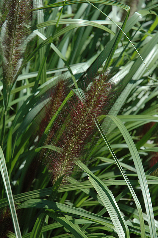 Red Head Fountain Grass (Pennisetum alopecuroides 'Red Head') at Stauffers Of Kissel Hill