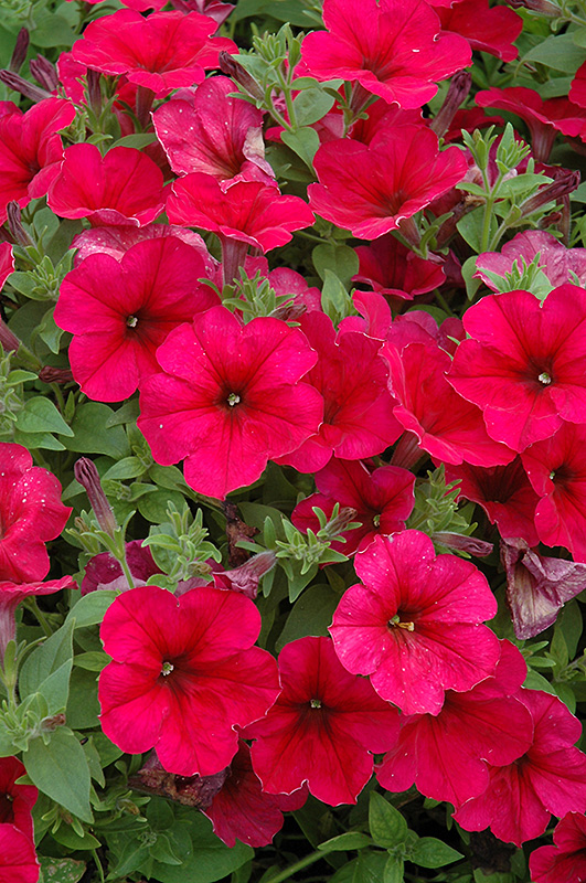 Easy Wave Berry Velour Petunia (Petunia 'Easy Wave Berry Velour') at Stauffers Of Kissel Hill