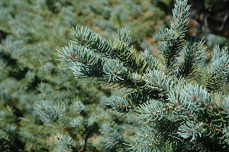 White Spruce (Picea glauca) at Stauffers Of Kissel Hill