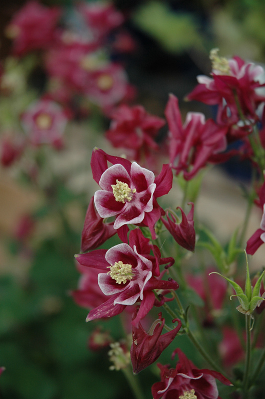 Winky Red And White Columbine (Aquilegia 'Winky Red And White') at Stauffers Of Kissel Hill