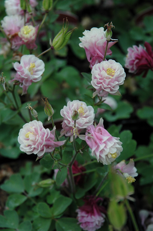 Winky Double Rose And White Columbine (Aquilegia 'Winky Double Rose And White') at Stauffers Of Kissel Hill