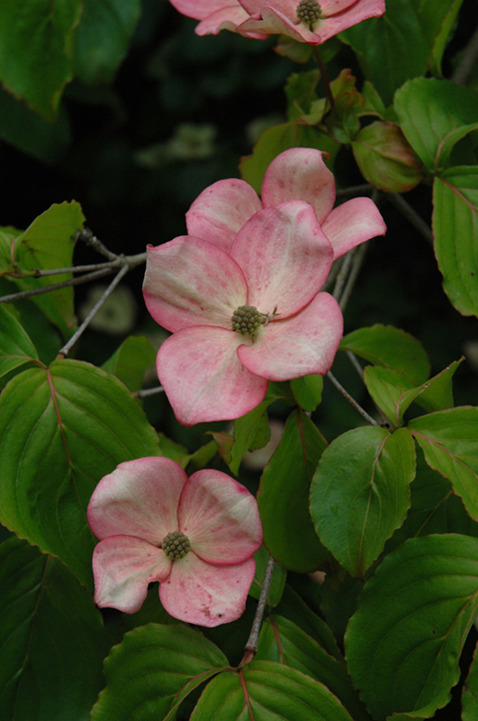 Stellar Pink Flowering Dogwood (Cornus 'Stellar Pink') at Stauffers Of Kissel Hill