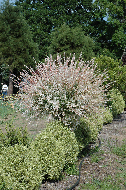 Tricolor Willow (tree form) (Salix integra 'Hakuro Nishiki (tree form)') at Stauffers Of Kissel Hill