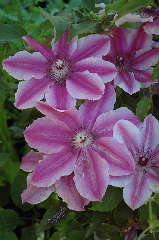Carnaby Clematis (Clematis 'Carnaby') at Stauffers Of Kissel Hill