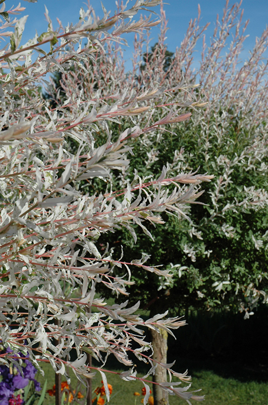 Tricolor Willow (tree form) (Salix integra 'Hakuro Nishiki (tree form)') at Stauffers Of Kissel Hill