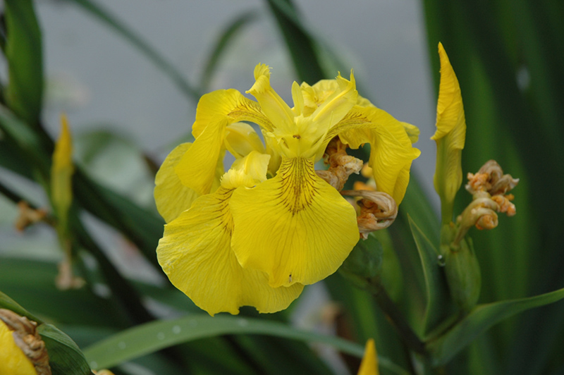 Yellow Flag Iris (Iris pseudacorus) at Stauffers Of Kissel Hill