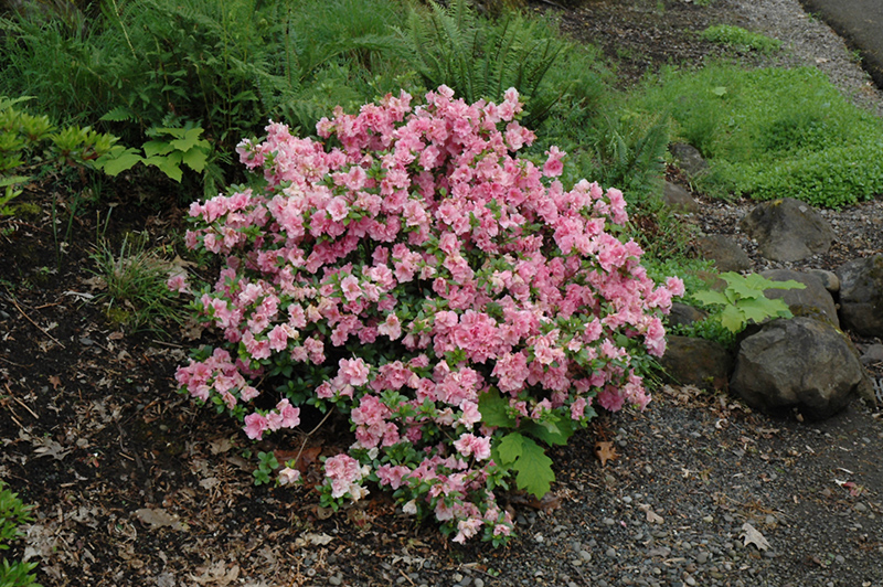 Gumpo Pink Azalea (Rhododendron 'Gumpo Pink') at Stauffers Of Kissel Hill