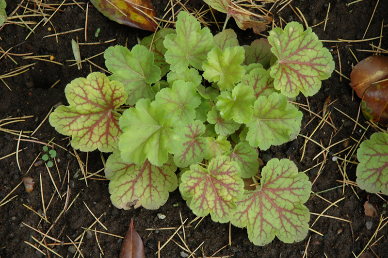 Electric Lime Coral Bells (Heuchera 'Electric Lime') at Stauffers Of Kissel Hill