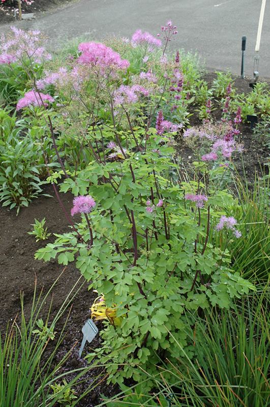 Black Stockings Meadow Rue (Thalictrum 'Black Stockings') at Stauffers Of Kissel Hill