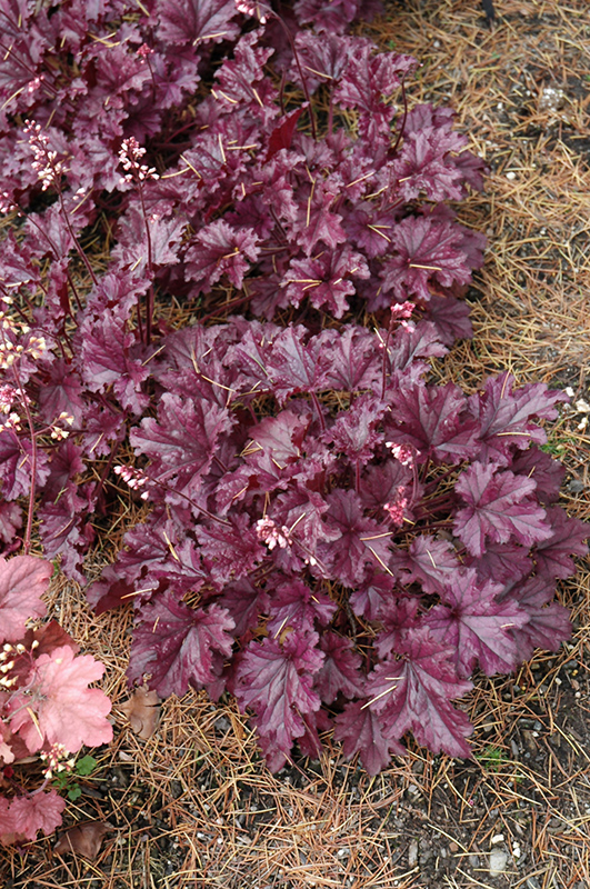 Forever Purple Coral Bells (Heuchera 'Forever Purple') at Stauffers Of Kissel Hill