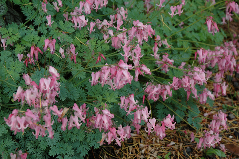 Amore Pink Bleeding Heart (Dicentra 'Amore Pink') at Stauffers Of Kissel Hill