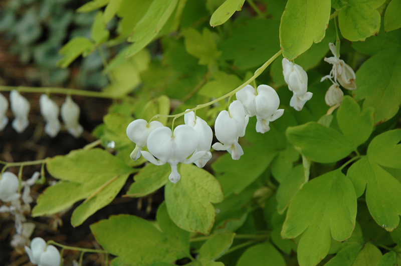 White Gold Bleeding Heart (Dicentra spectabilis 'White Gold') at Stauffers Of Kissel Hill