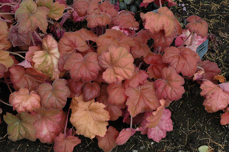 Southern Comfort Coral Bells (Heuchera 'Southern Comfort') at Stauffers Of Kissel Hill