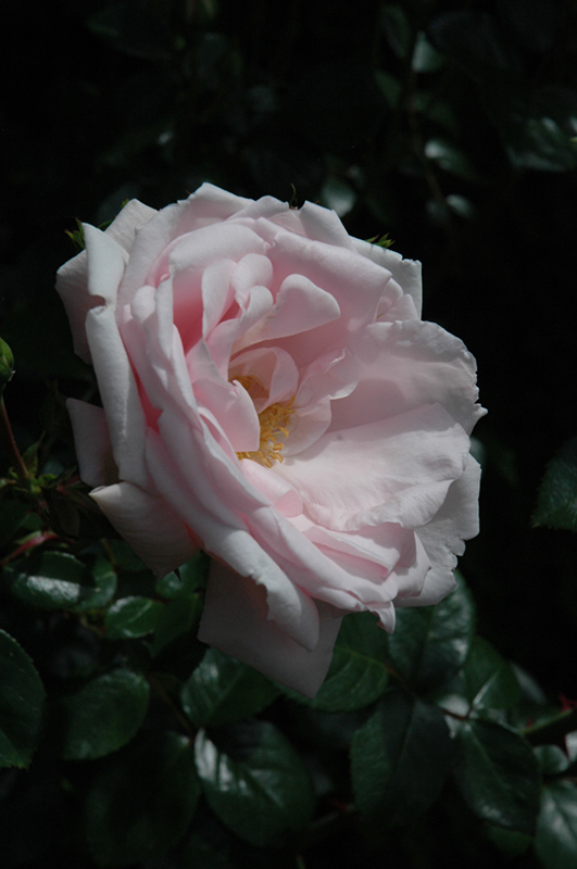 New Dawn Rose (Rosa 'New Dawn') at Stauffers Of Kissel Hill