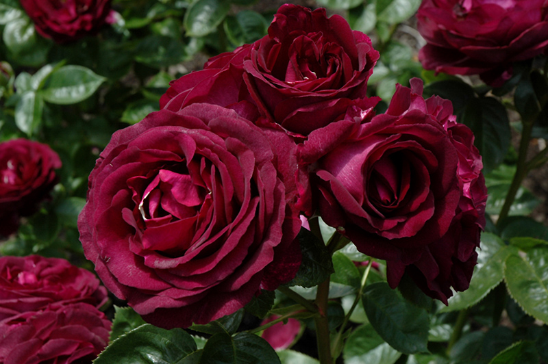 Twilight Zone Rose (Rosa 'WEKebtidere') at Stauffers Of Kissel Hill
