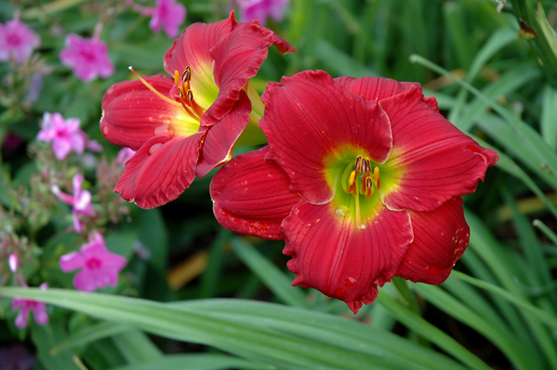 Happy Ever Appster Red Hot Returns Daylily (Hemerocallis 'Red Hot Returns') at Stauffers Of Kissel Hill
