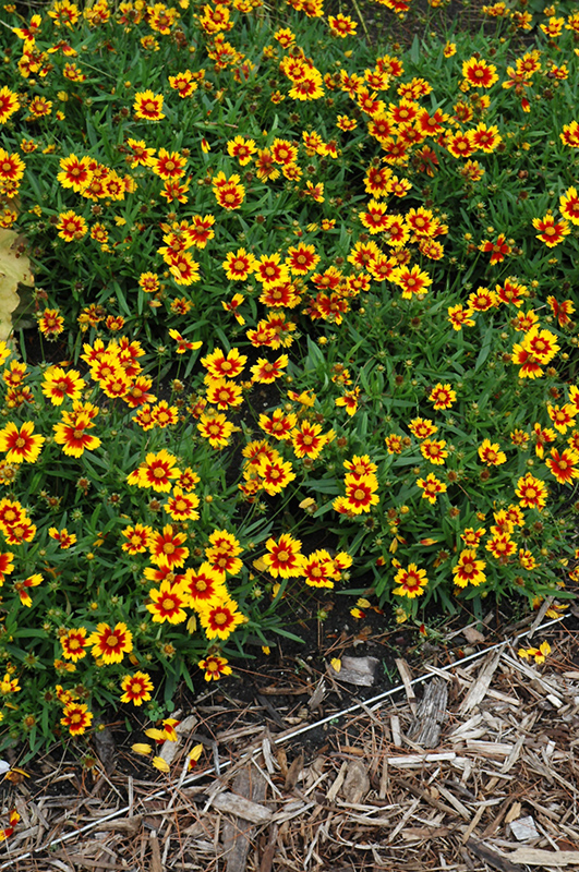 Lil' Bang Daybreak Tickseed (Coreopsis 'Daybreak') at Stauffers Of Kissel Hill