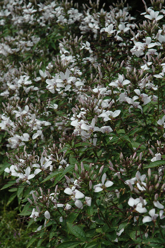 Senorita Blanca Spiderflower (Cleome 'INCLESBIMP') at Stauffers Of Kissel Hill