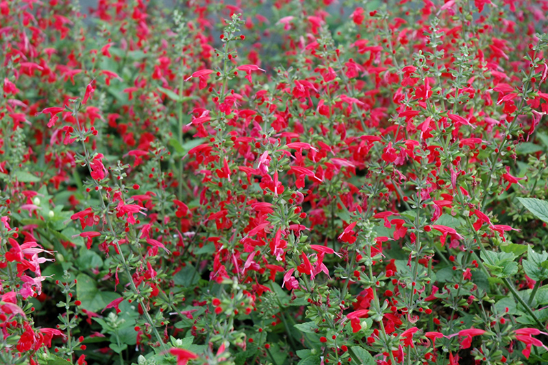 Summer Jewel Red Sage (Salvia 'Summer Jewel Red') at Stauffers Of Kissel Hill