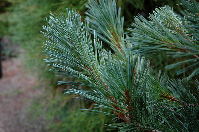 Cesarini Blue Limber Pine (Pinus flexilis 'Cesarini Blue') at Stauffers Of Kissel Hill
