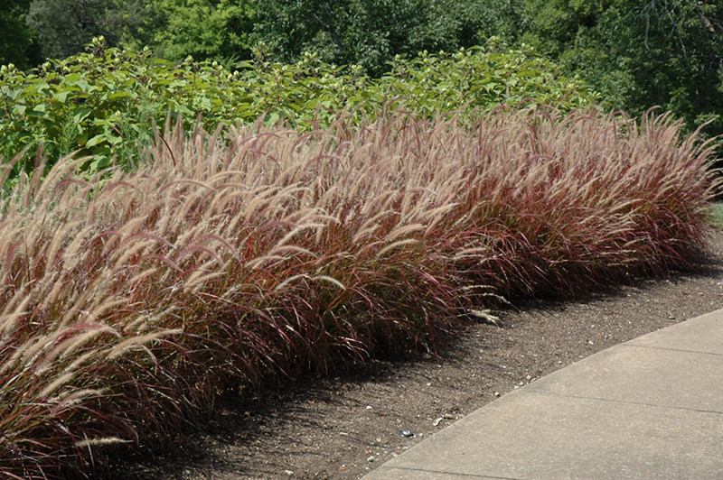 Purple Fountain Grass (Pennisetum setaceum 'Rubrum') at Stauffers Of Kissel Hill