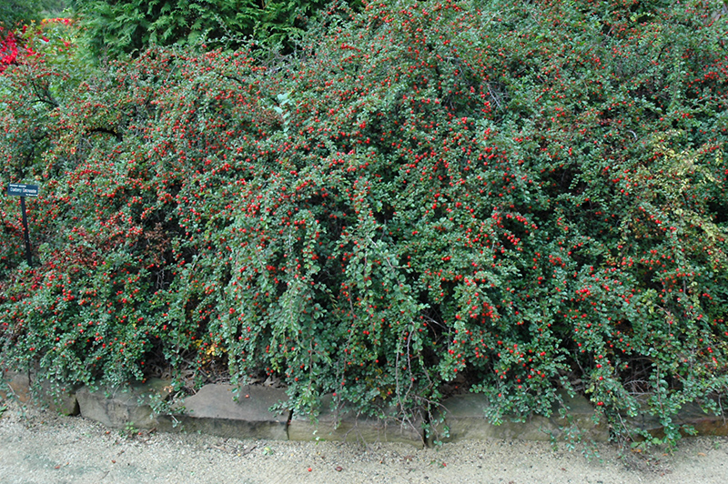 Cranberry Cotoneaster (Cotoneaster apiculatus) at Stauffers Of Kissel Hill