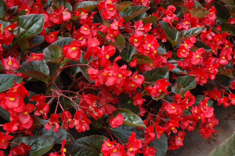 Whopper Red Bronze Leaf Begonia (Begonia 'Whopper Red Bronze Leaf') at Stauffers Of Kissel Hill