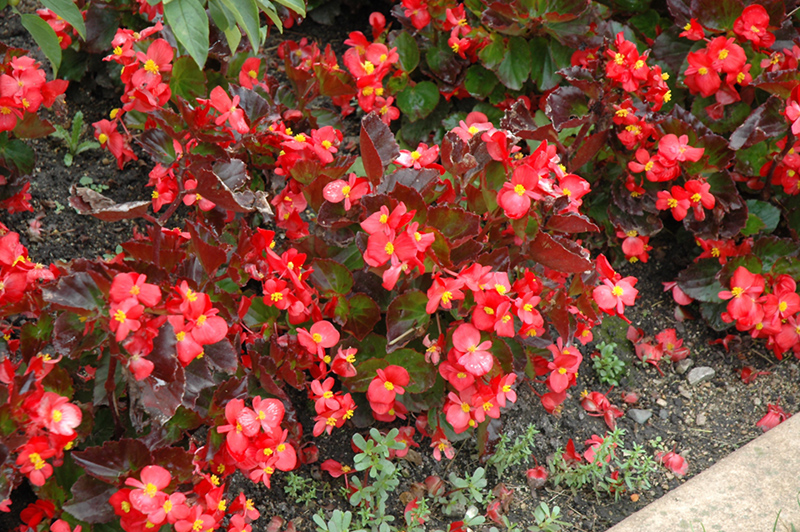 BabyWing Red Begonia (Begonia 'BabyWing Red') at Stauffers Of Kissel Hill