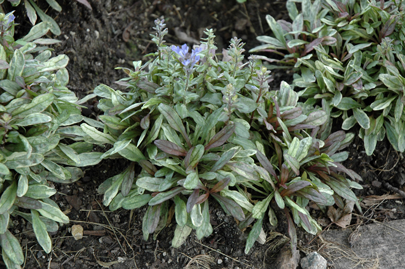 Dixie Chip Bugleweed (Ajuga 'Dixie Chip') at Stauffers Of Kissel Hill