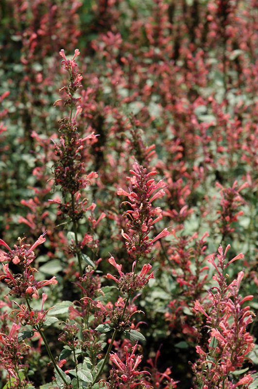 Kudos Coral Hyssop (Agastache 'Kudos Coral') at Stauffers Of Kissel Hill
