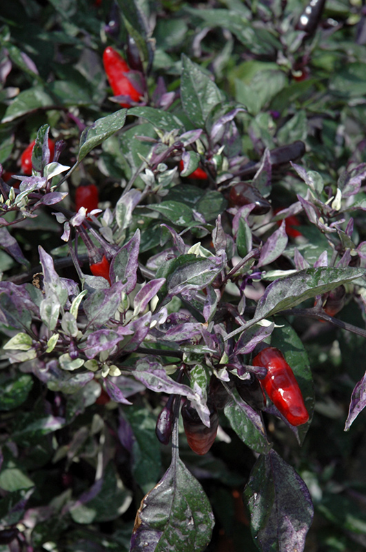 Calico Ornamental Pepper (Capsicum annuum 'Calico') at Stauffers Of Kissel Hill