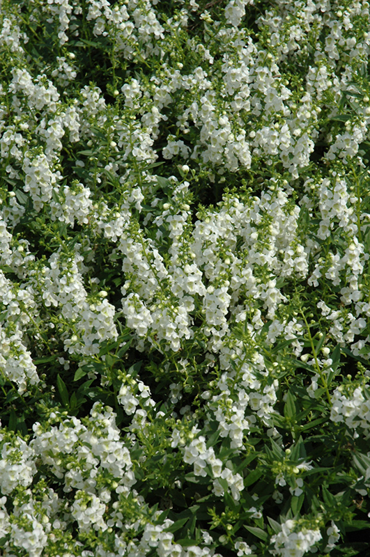 Serenita White Angelonia (Angelonia angustifolia 'PAS811168') at Stauffers Of Kissel Hill