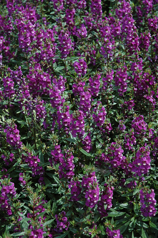 Serenita Purple Angelonia (Angelonia angustifolia 'PAS803822') at Stauffers Of Kissel Hill