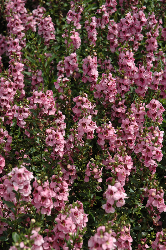 Serenita Pink Angelonia (Angelonia angustifolia 'Serenita Pink') at Stauffers Of Kissel Hill
