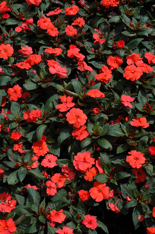SunPatiens Compact Hot Coral New Guinea Impatiens (Impatiens 'SunPatiens Compact Hot Coral') at Stauffers Of Kissel Hill