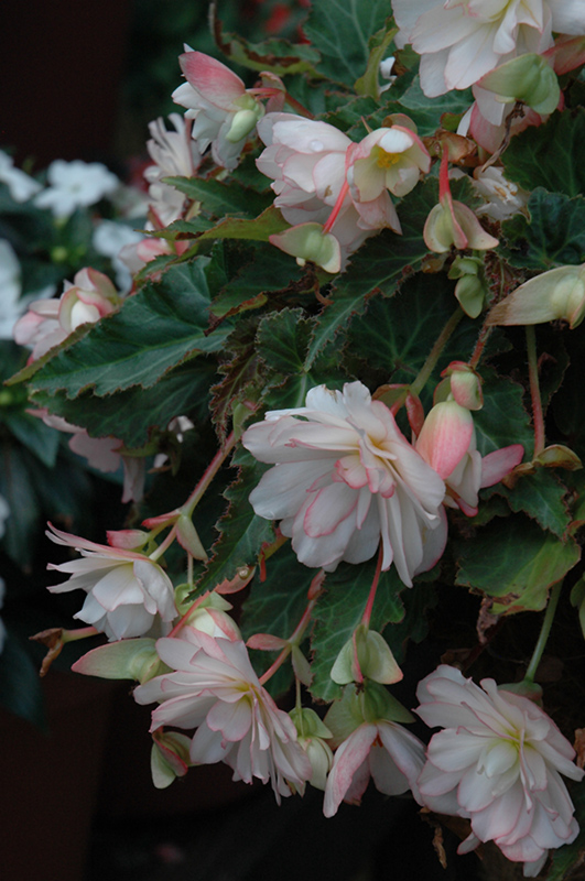 Miss Montreal Begonia (Begonia 'Miss Montreal') at Stauffers Of Kissel Hill