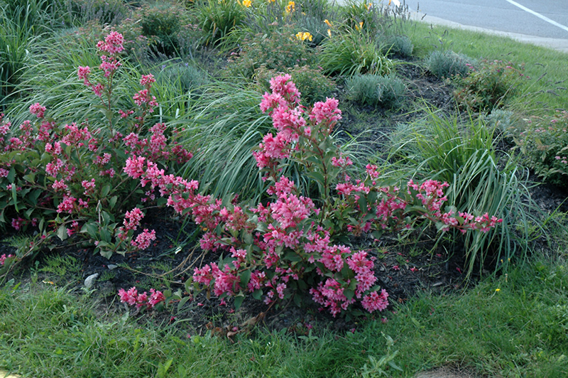 Sonic Bloom Pink Reblooming Weigela (Weigela florida 'Bokrasopin') at Stauffers Of Kissel Hill