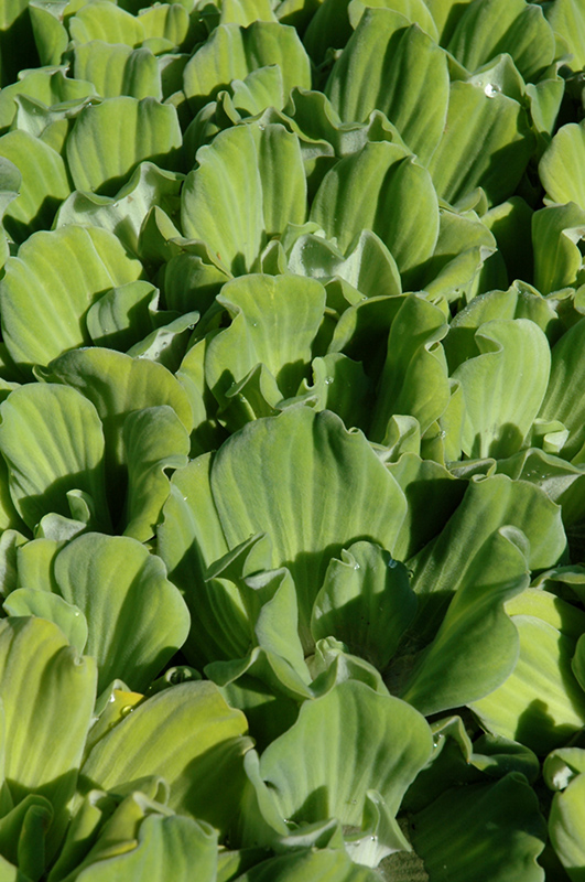 Water Lettuce (Pistia stratiotes) at Stauffers Of Kissel Hill