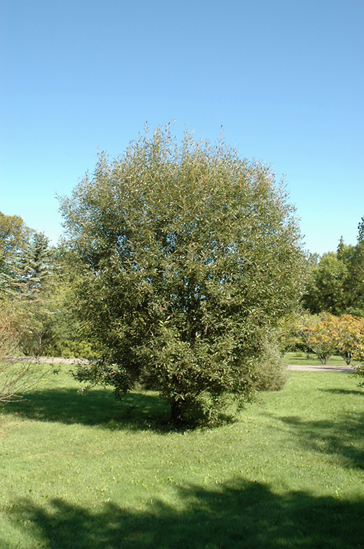 Pussy Willow (Salix discolor) at Stauffers Of Kissel Hill