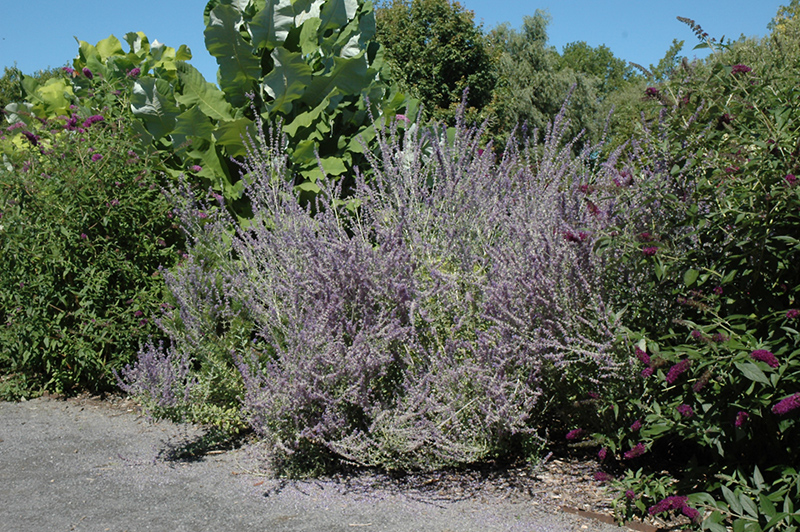 Longin Russian Sage (Perovskia atriplicifolia 'Longin') at Stauffers Of Kissel Hill