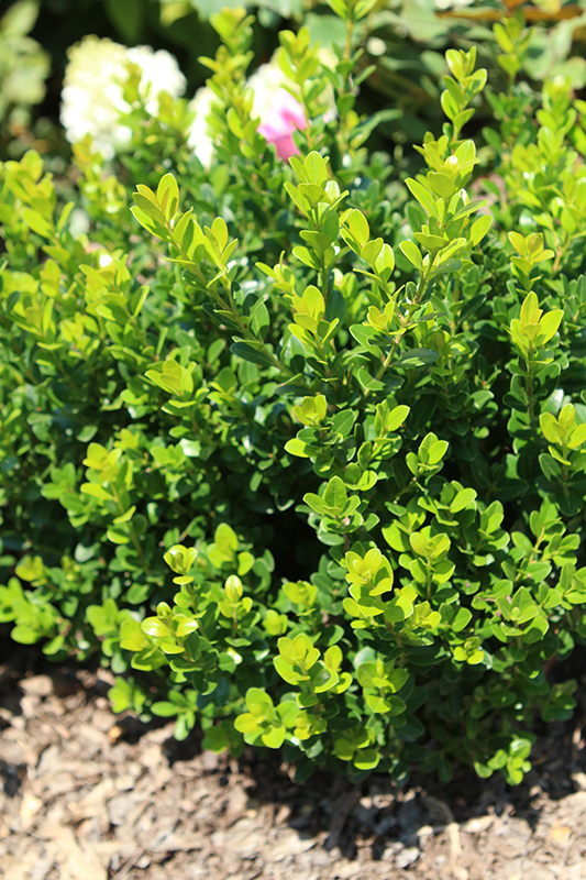 Little Missy Boxwood (Buxus microphylla 'Little Missy') at Stauffers Of Kissel Hill