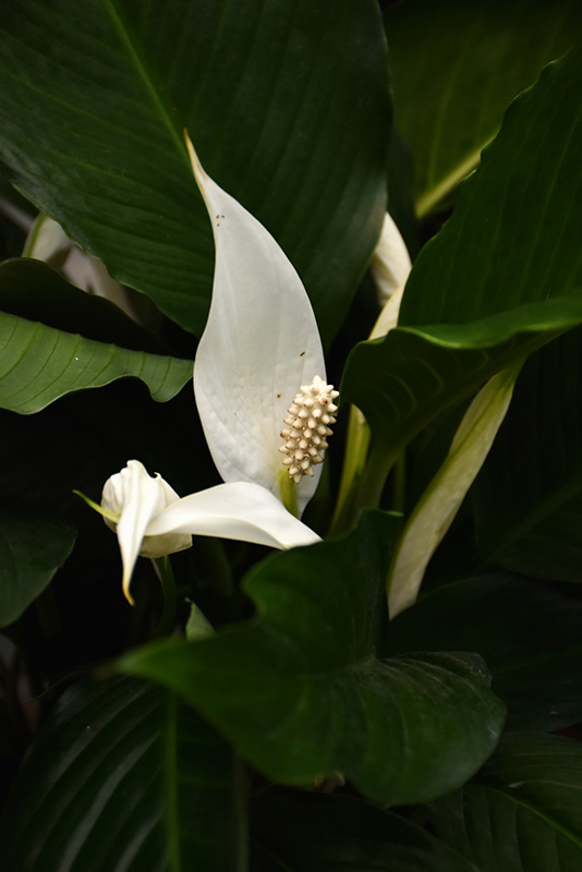Peace Lily (Spathiphyllum wallisii) at Stauffers Of Kissel Hill